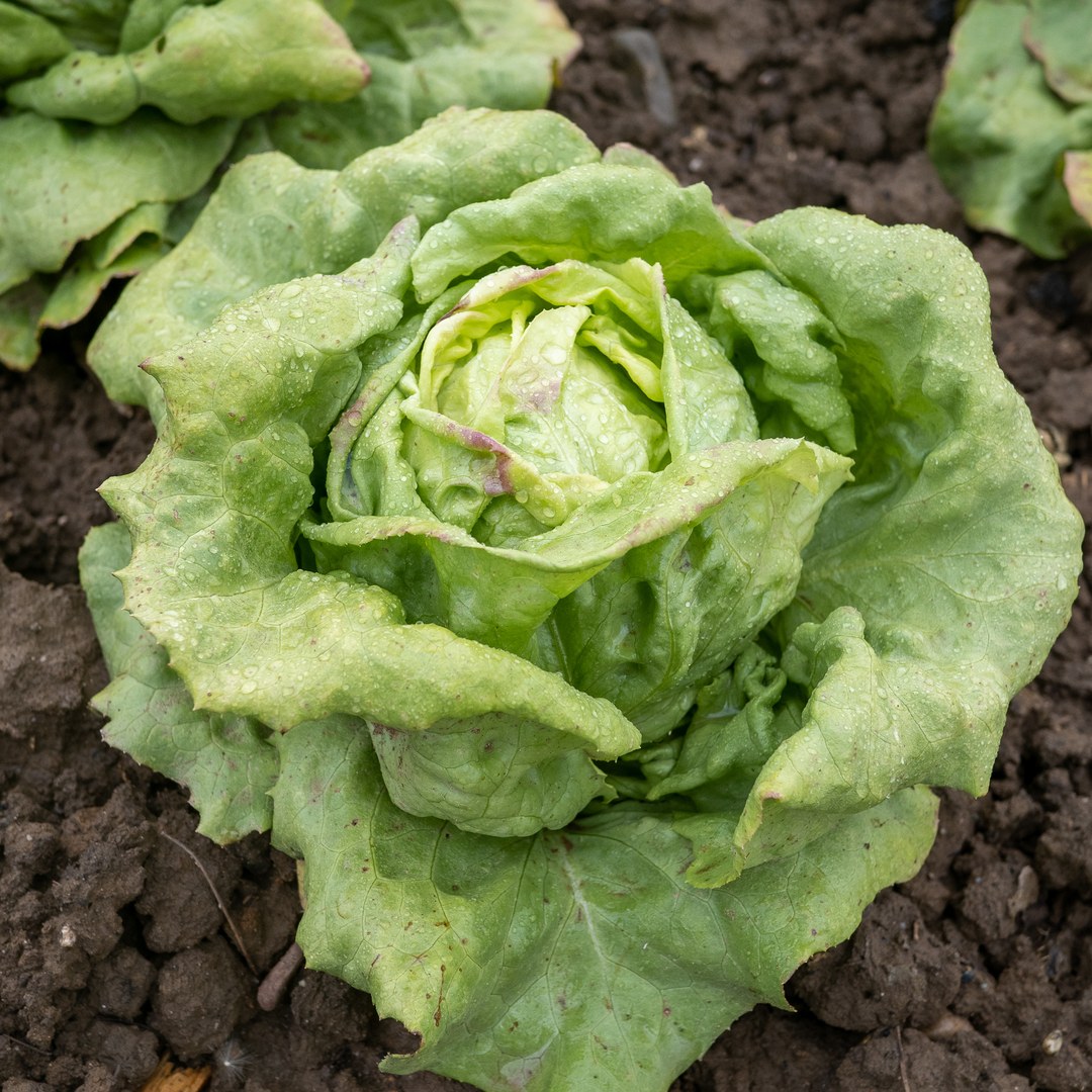 Salat nah
