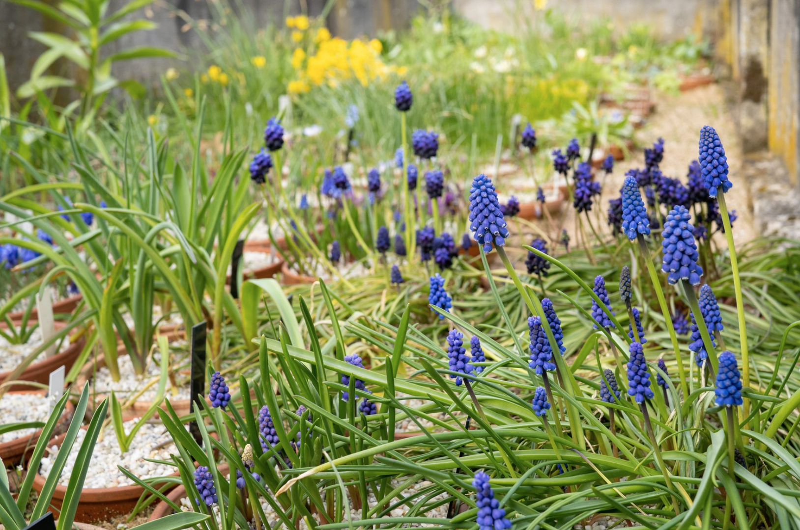 Traubenhyazinthen (Muscari) in der Geophyten-Sammlung der Botanischen Gärten