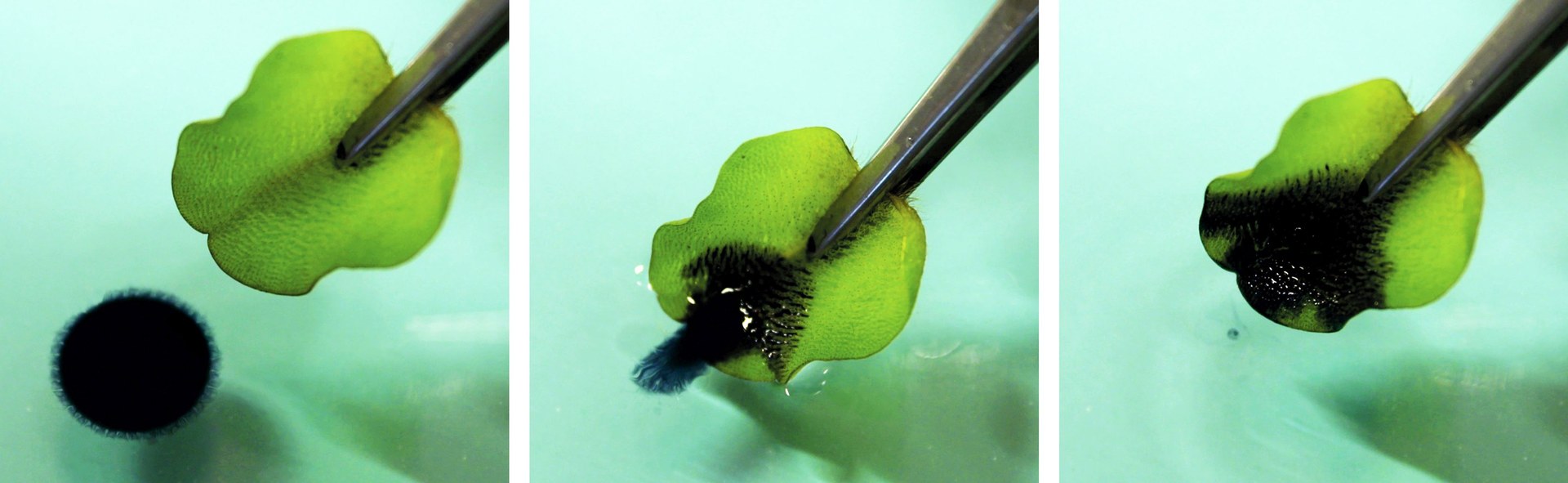 Salvinia-Effekt: Die Entfernung von Öl aus dem Wasser